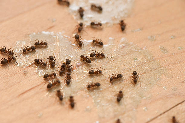 Professional Pest Control in Velda City, MO