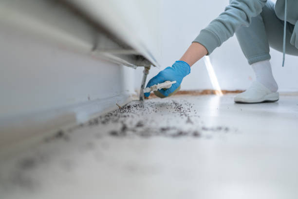 Wasp Removal Services in Velda City, MO